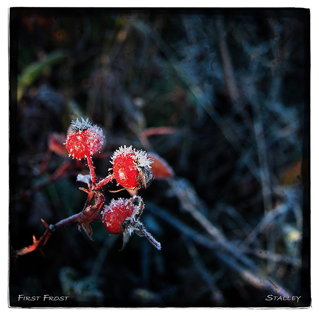 First Frost