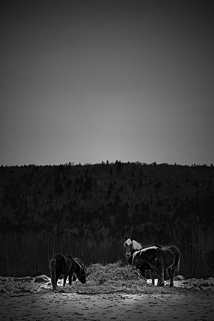 Equus