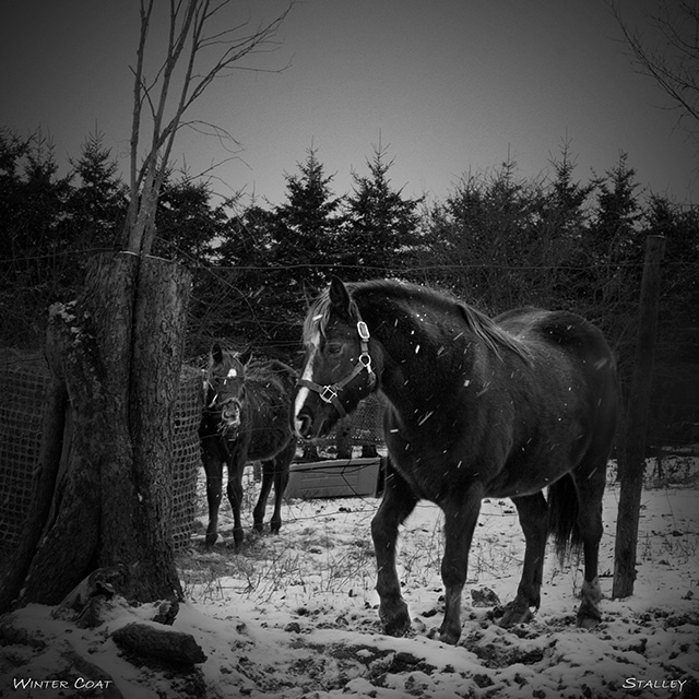 Winter Coat