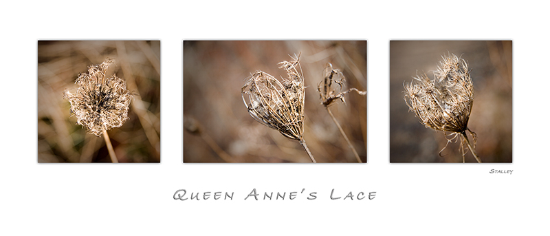 Queen Anne's Lace