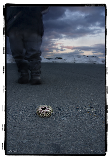 Urchin