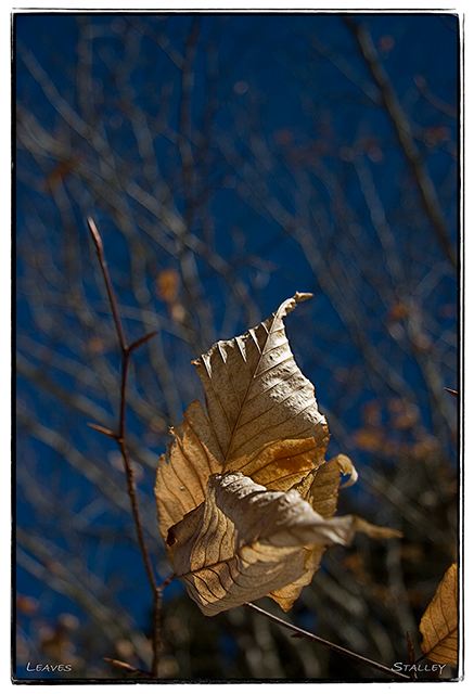 Leaves