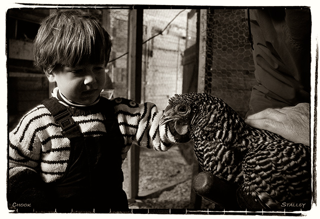 Chook