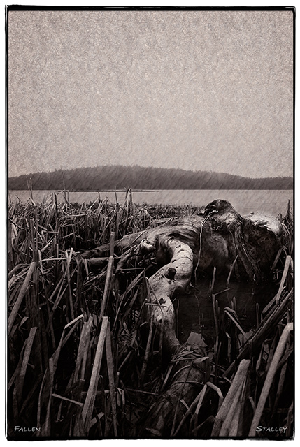 Fallen
