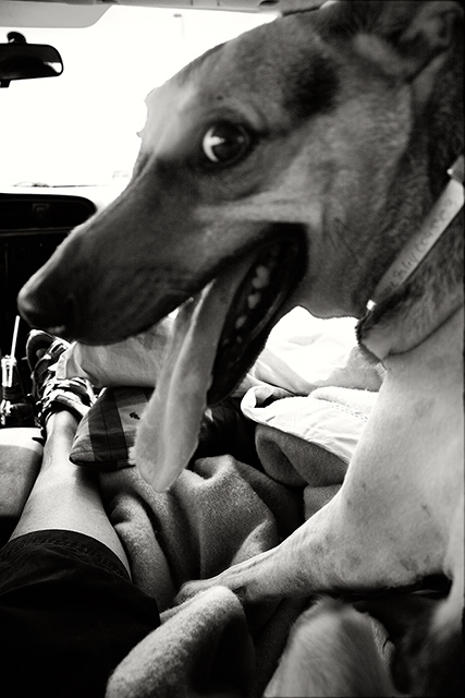 Bionic Dog