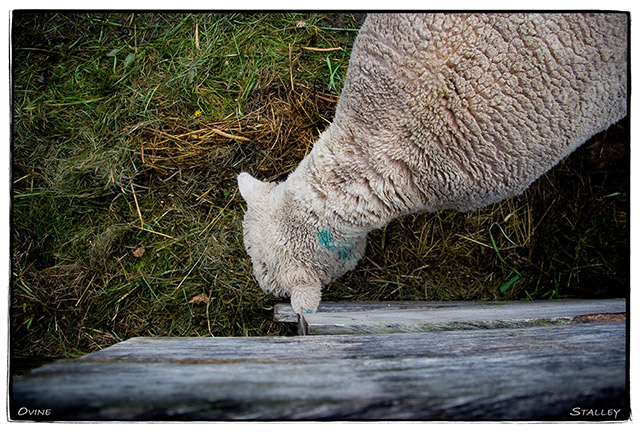Ovine