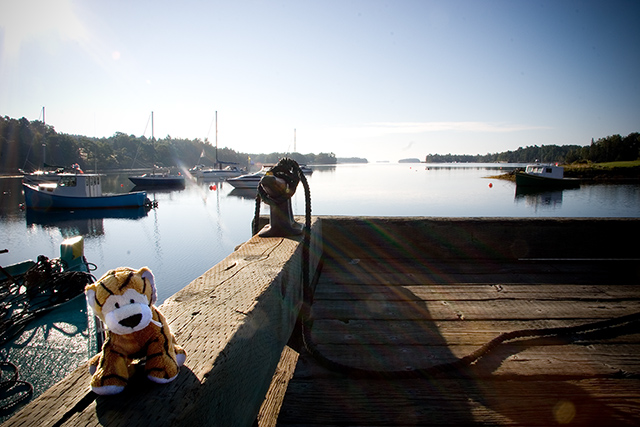 Perry in Chester Basin, looking out to sea