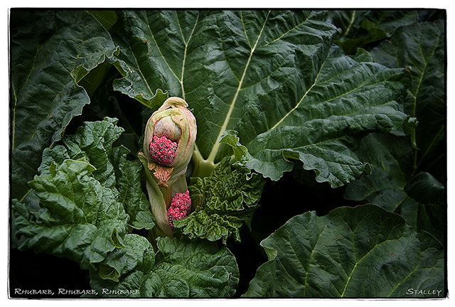Rhubarb, Rhubarb, Rhubarb