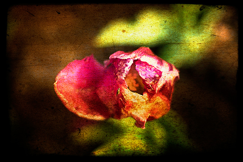 Tulip 2