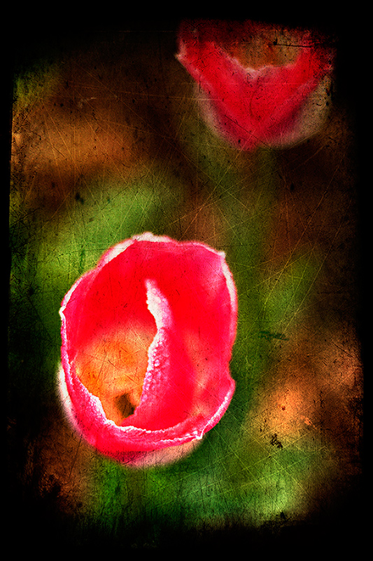 Tulip 3