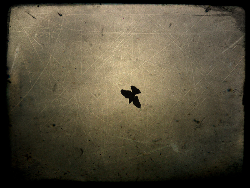 Black Bird II