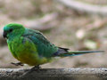 Bird 1