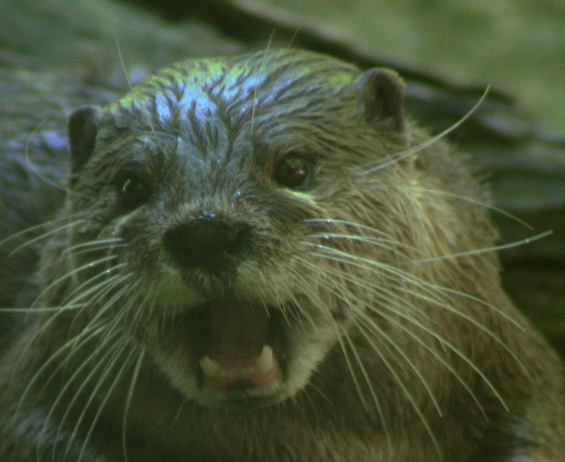 otter