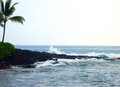 Palm Tree on the Coast