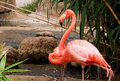 Pink Flamingo