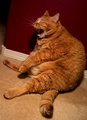 Day 11: Kitty In a State of Exhaustion