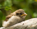 Fluffy Bird Ball