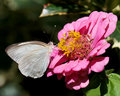 White Butterfly