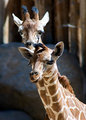 Baby Giraffes