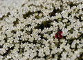Little White Flowers