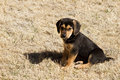 Still Just a Pup