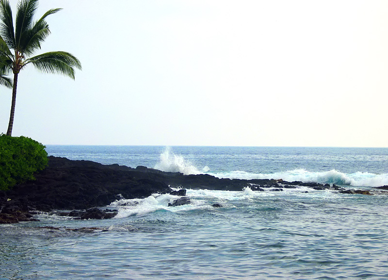 Palm Tree on the Coast