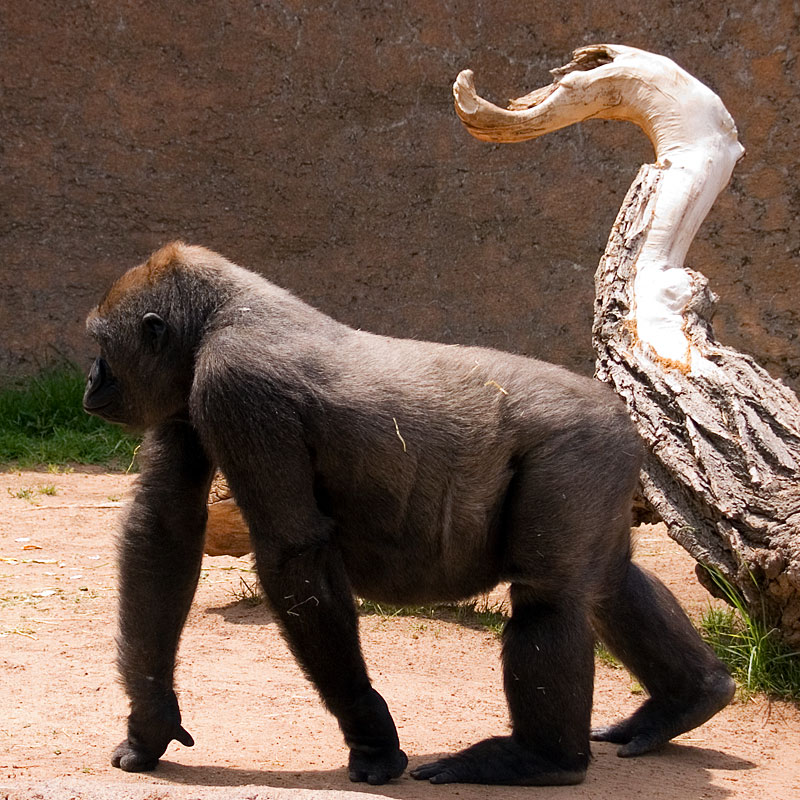 Gorilla