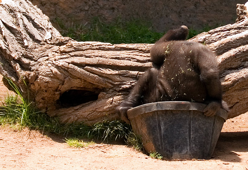 Digging In