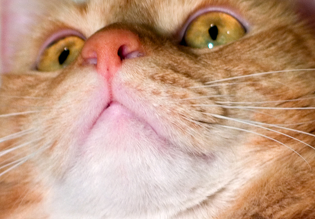 Day 2: Kitty Up Close and Personal