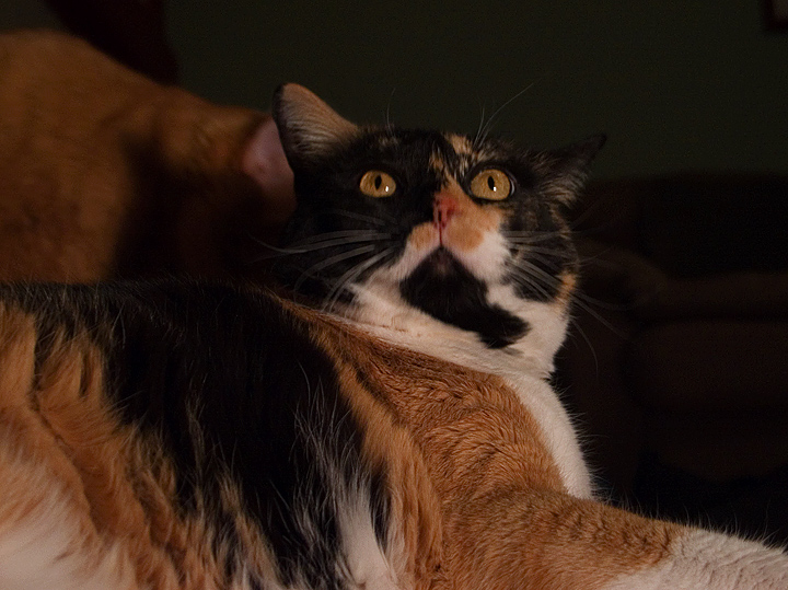 Day 4: Kitty says, "Lea, you're interrupting the photo shoot!"
