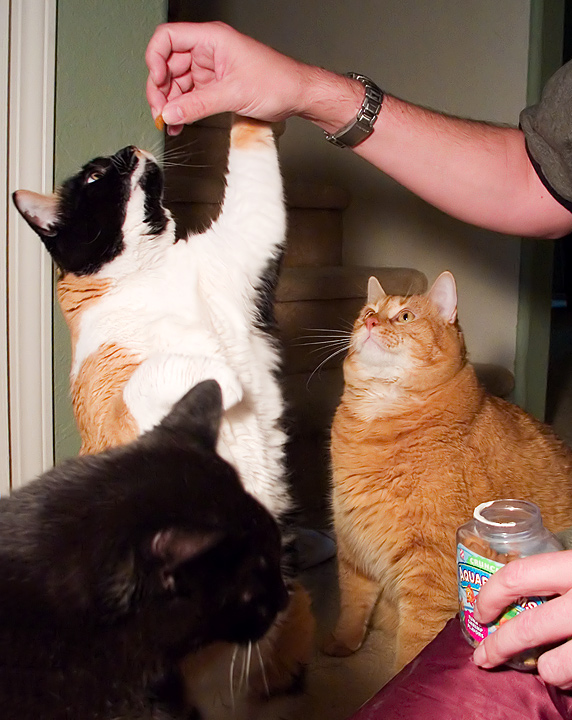 Day 6: Kitty, Lea, and Frank Enjoy Some Treats