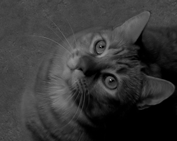 Day 10: Kitty says, "Hi!"