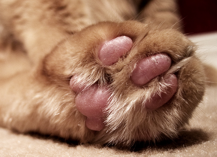 Day 13: Kitty Bares It All