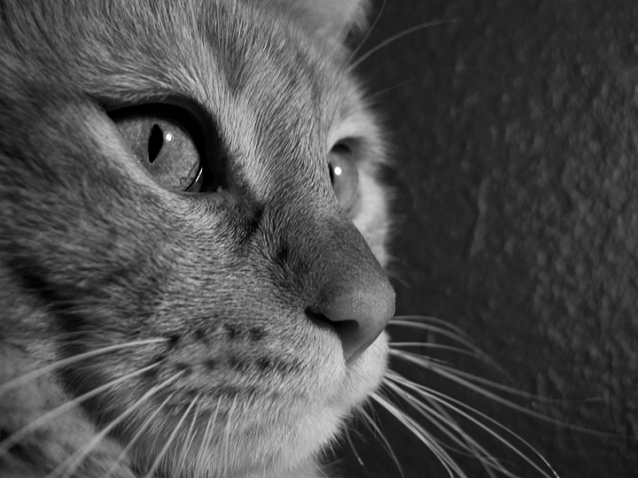 Day 15: Kitty's Face