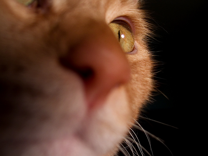 Day 16: Kitty: Blurred Nose, Focused Eye