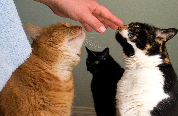 Day 19: Kitty and Lea Upstage Frank