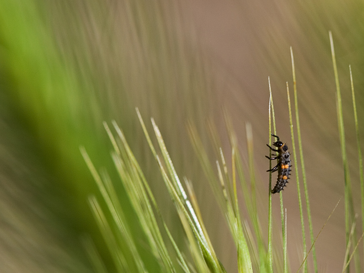 Little Striped Bug