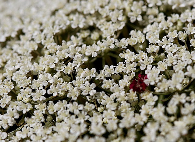 Little White Flowers