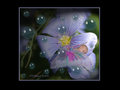 Littlest Fairy