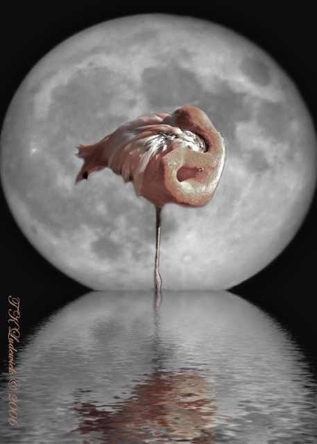 Flamingo-Moon