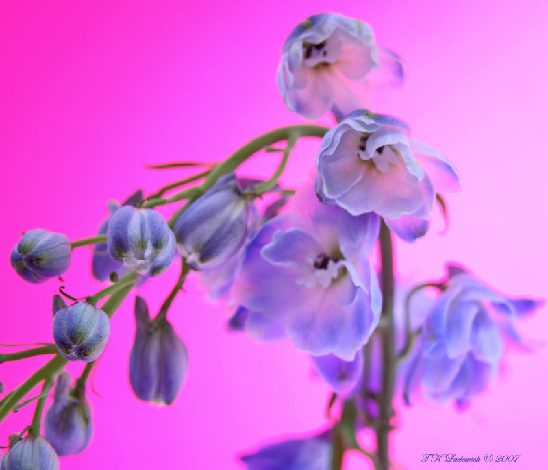 Delphinium