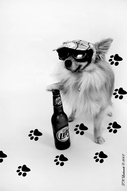 Dog-gone-wild!
