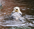 Sea Otter