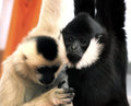 White Cheeked Gibbons