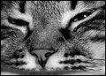 close up.jpg