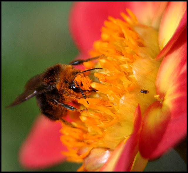 Busy Bee