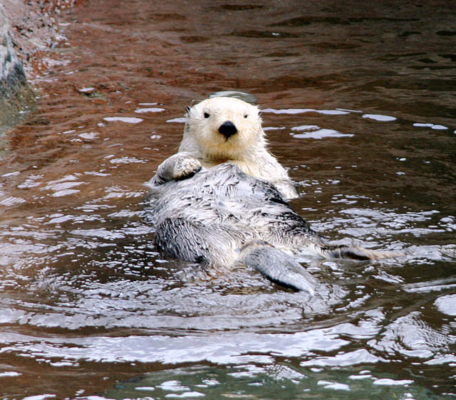 Sea Otter