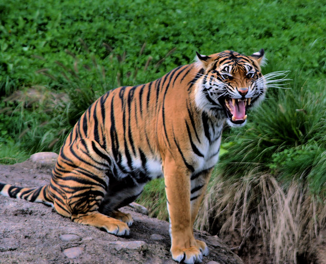 Tiger