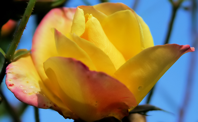 rose