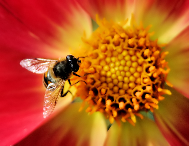 bee on flower 2